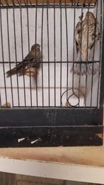 vogels exoten, Geslacht onbekend, Tropenvogel