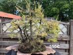 Bonsai bos, Tuin en Terras, Ophalen