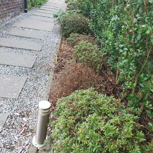 Azalia 22 stuks, Tuin en Terras, Planten | Bomen, Overige soorten, Minder dan 100 cm, Halfschaduw, Lente, Ophalen