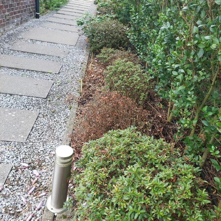 Azalia 22 stuks, Tuin en Terras, Planten | Bomen, Overige soorten, Minder dan 100 cm, Halfschaduw, Lente, Ophalen