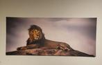 Canvasdoek met afbeelding van een leeuw, Enlèvement, Utilisé