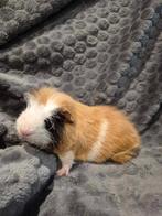 lieve ch teddy cavias, Meerdere dieren, Cavia, Tam