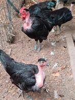 Koppel naakthalskriel zwart, Dieren en Toebehoren, Meerdere dieren, Kip