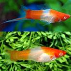 Kohaku swordtail kweekgroep 2m/3f