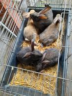 Jongen vlees konijnen acht weken acht euro per stuk, Dieren en Toebehoren, Konijnen