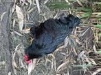 Barnevelder broedeieren, Dieren en Toebehoren, Pluimvee, Geslacht onbekend