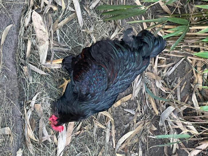 Barnevelder broedeieren, Dieren en Toebehoren, Pluimvee, Geslacht onbekend