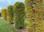 Gleditsia triacanthos Valse christusdoorn, Tuin en Terras, Planten | Bomen, Lente, 250 tot 400 cm, Zuilboom, Ophalen