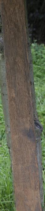 Lambourdes en bois exotique, 200 à 250 cm, Autres essences de bois, Enlèvement, Utilisé