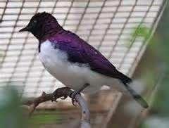 AMETHIST GLANSSPREEUW 2024 MANNEN, Dieren en Toebehoren, Vogels | Overige Vogels, Tropenvogel, Mannelijk, Tam, Geringd