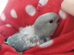 baby handtam