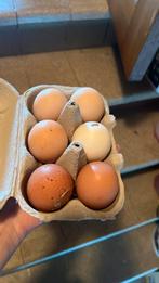 Broedeieren mix, verrassings eieren 0,50 €, Dieren en Toebehoren, Ophalen of Verzenden, Zo goed als nieuw
