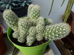 cactussen, Huis en Inrichting, Kamerplanten, Cactus, Minder dan 100 cm, Bloeiende kamerplant, Volle zon