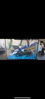 Aquarium 40 x 22 cm inclusief toebehoren, Ophalen, Zo goed als nieuw, Leeg aquarium