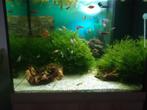 javamos  / vallisneria, Dieren en Toebehoren, Vissen | Aquaria en Toebehoren, Ophalen of Verzenden