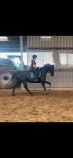 Knappe 4 jarige merrie, Dieren en Toebehoren, Paarden