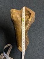 Fossile de rhinocéros laineux., Collections, Fossile, Enlèvement ou Envoi