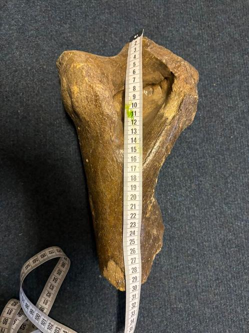 Fossile de rhinocéros laineux., Collections, Minéraux & Fossiles, Fossile, Enlèvement ou Envoi