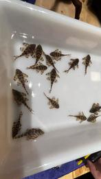 L398 pleco panaqolus, Dieren en Toebehoren, Vis, Zoetwatervis