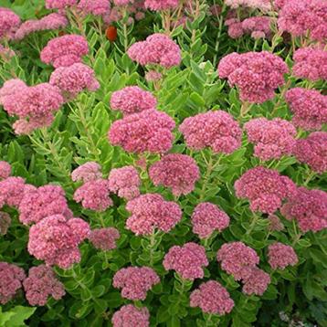 Plante SEDUM orpin - vivace