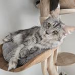 Prachtig maine coon poes met stamboom herplaatser, Animaux & Accessoires, Chatte ou Chat, Avec pedigree, 3 à 5 ans