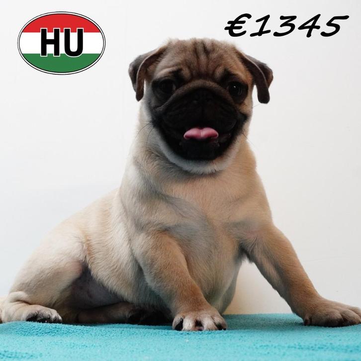 Mops - prachtige pups te koop, Dieren en Toebehoren, Honden | Chihuahua's en Gezelschapshonden, Meerdere dieren, Overige rassen