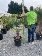 Trachycarpus wagnerianus palmboom, Tuin en Terras, Planten | Bomen, Ophalen of Verzenden, Palmboom
