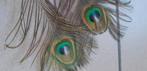 Une paire de paons aux yeux blancs spéciaux prêts à se repro, Animaux & Accessoires