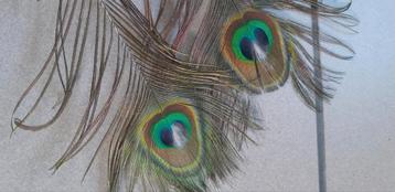 Une paire de paons aux yeux blancs spéciaux prêts à se repro