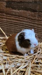 Jeunes cobayes toutes couleurs, Dieren en Toebehoren, Cavia, December, Meerdere dieren, Tam