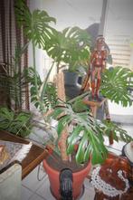 Grote Monstera Deliciosa., Huis en Inrichting, Kamerplanten, Ophalen, Overige soorten, In pot, 150 tot 200 cm