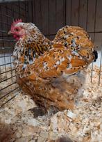 Cochin kriel hennen, Dieren en Toebehoren, Pluimvee, Vrouwelijk, Kip