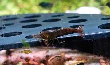 Neocaridina Garnalen * Oudenburg beschikbaar voor biedingen
