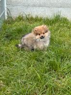 Prachtige dwergkeeshond pups, België, Keeshond, CDV (hondenziekte), 8 tot 15 weken