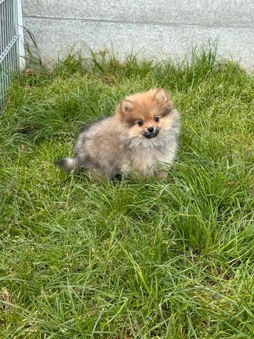 Prachtige dwergkeeshond pups beschikbaar voor biedingen