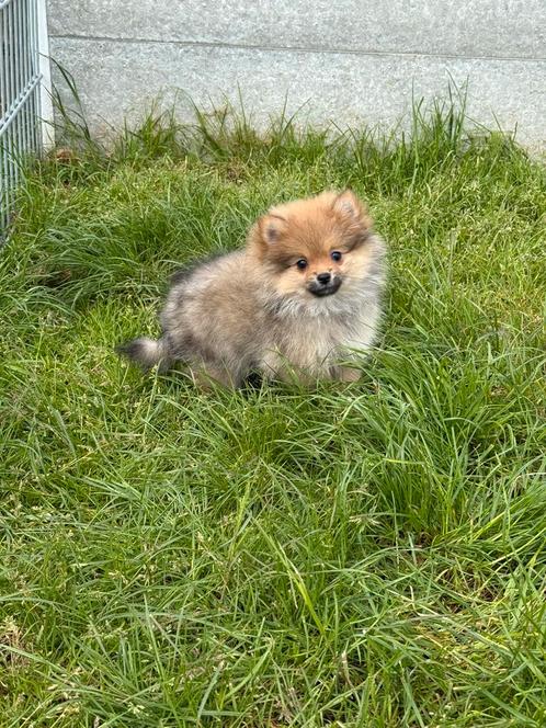 Prachtige dwergkeeshond pups, Dieren en Toebehoren, Honden | Poolhonden, Keeshonden en Oertypen, Meerdere dieren, Keeshond, Fokker | Professioneel