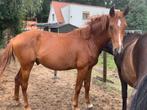 Recreatie paard, Dieren en Toebehoren, Gechipt, Hengst, 3 tot 6 jaar, 160 tot 165 cm