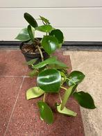 Peperomia, Ophalen