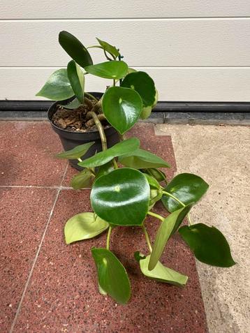 Peperomia beschikbaar voor biedingen