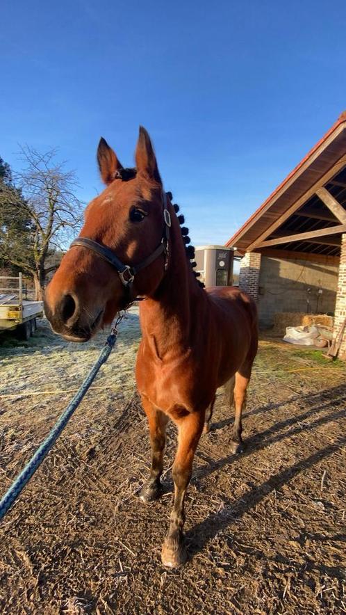 Leuke recreatieruin, Dieren en Toebehoren, Paarden, Ruin, Zadelmak, 3 tot 6 jaar