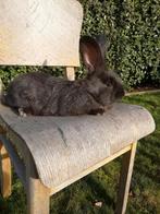 Duitse reuzen raszuivere konijnen, Dieren en Toebehoren, Konijnen