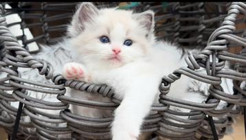 Bloedmooie en super lieve Ragdoll kitten” Blue Bi color poes