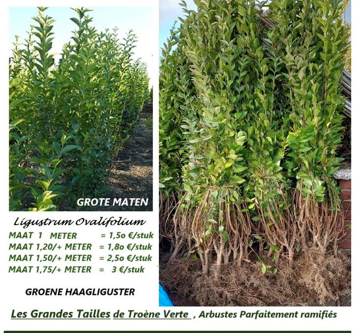 TROÈNE DE HAIE VERT 1,75 à 2 MÈTRES (3€/PC) (JOLIS ARBUSTES), Jardin & Terrasse, Plantes | Arbustes & Haies, Haie, Troène, 100 à 250 cm