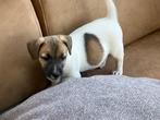 Jack russell Pups, Dieren en Toebehoren, Honden | Jack Russells en Terriërs, België, Particulier, Jack Russell Terriër, CDV (hondenziekte)