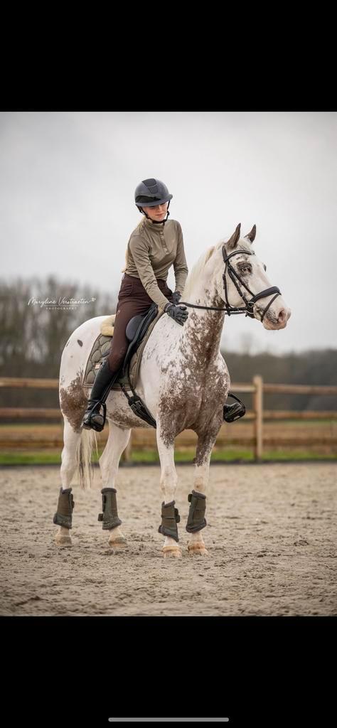 Prachtig en braaf halve stal paard, Dieren en Toebehoren, Paarden, Ruin