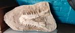 Mosasaurus snuit in matrix, Ophalen of Verzenden, Fossiel