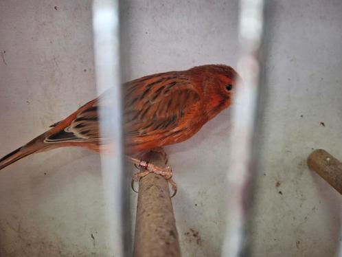 Mooie rood agaat schimmelman, Dieren en Toebehoren, Vogels | Kanaries