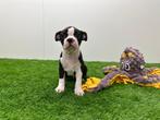 Boston Terrier pup, België, Overige rassen, 8 tot 15 weken, Eén hond