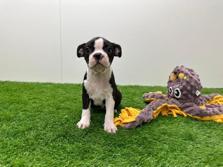 Boston Terrier pup, Dieren en Toebehoren, Honden | Jack Russells en Terriërs, Teef, Overige rassen, Fokker | Professioneel, Eén hond