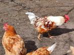 Haan met 2 hennen, Domestique, Oiseau chanteur sauvage, Plusieurs animaux